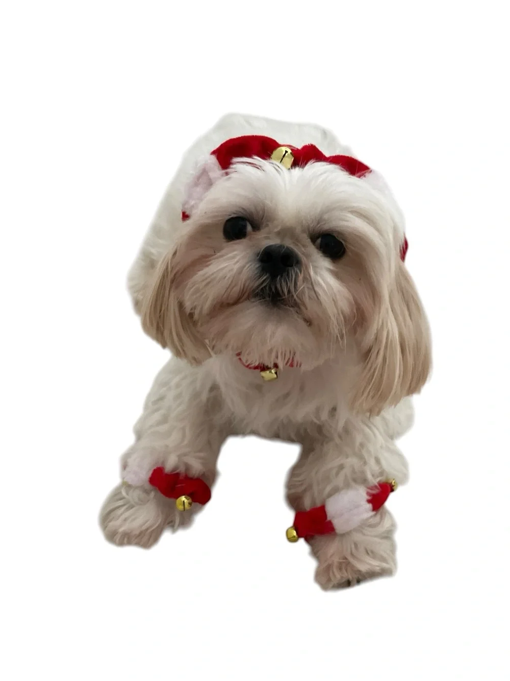 PET Red & White Holiday Scrunchie Set For Paws & Neck With Jingle Bells NWOT